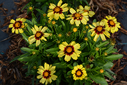 UpTick Yellow and Red Tickseed (Coreopsis 'Baluptowed') at Make It Green Garden Centre