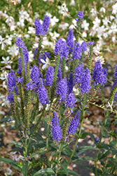 Marietta Speedwell (Veronica longifolia 'Marietta') at Make It Green Garden Centre