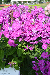 Purple Kiss Garden Phlox (Phlox paniculata 'Purple Kiss') at Make It Green Garden Centre