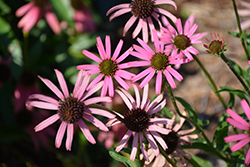 Rocky Top Coneflower (Echinacea tennesseensis 'Rocky Top') at Lurvey Garden Center