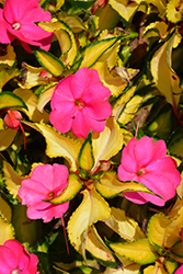 SunPatiens Compact Tropical Rose New Guinea Impatiens (Impatiens 'SunPatiens Compact Tropical Rose') at Make It Green Garden Centre