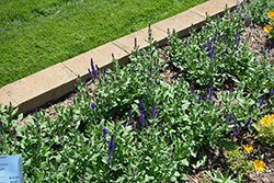 Lyrical Blues Meadow Sage (Salvia nemorosa 'Balyriclu') at Make It Green Garden Centre