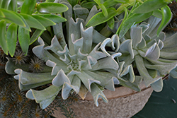 Topsy Turvy Echeveria (Echeveria runyonii 'Topsy Turvy') at Make It Green Garden Centre