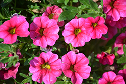 Aloha Hot Pink Calibrachoa (Calibrachoa 'Aloha Hot Pink') at Make It Green Garden Centre