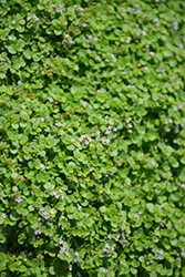 Mini Mint Ornamental Mint (Mentha requienii 'Mini Mint') at Make It Green Garden Centre