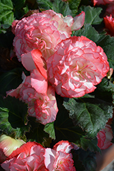 Nonstop Rose Petticoat Begonia (Begonia 'Nonstop Rose Petticoat') at Make It Green Garden Centre