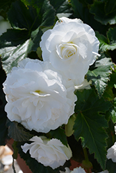 Nonstop White Begonia (Begonia 'Nonstop White') at Make It Green Garden Centre