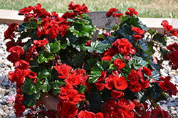 Solenia Velvet Red Begonia (Begonia x hiemalis 'Solenia Velvet Red') at Make It Green Garden Centre
