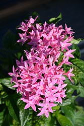 Graffiti Pink Star Flower (Pentas lanceolata 'Graffiti Pink') at Make It Green Garden Centre