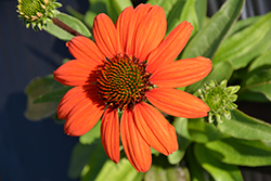 Kismet Intense Orange Coneflower (Echinacea 'TNECHKIO') at Make It Green Garden Centre