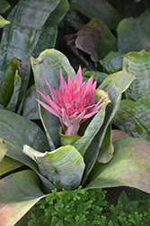 Urn Plant (Aechmea fasciata) at Lurvey Garden Center