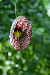 Dutchman's Pipe (Aristolochia macrophylla) at Lurvey Garden Center