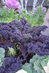 Redbor Kale (Brassica oleracea var. acephala 'Redbor') at Make It Green Garden Centre