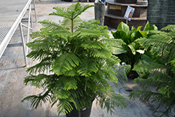 Norfolk Island Pine (Araucaria heterophylla) at Make It Green Garden Centre