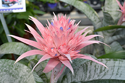 Urn Plant (Aechmea fasciata) at Lurvey Garden Center