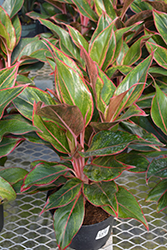 Siam Aurora Chinese Evergreen (Aglaonema 'Siam Aurora') at Make It Green Garden Centre