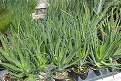 Aloe Vera (Aloe barbadensis) at Make It Green Garden Centre