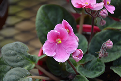 Hybrid Pink African Violet (Saintpaulia 'Hybrid Pink') at Make It Green Garden Centre