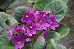 Hybrid Purple African Violet (Saintpaulia 'Hybrid Purple') at Make It Green Garden Centre