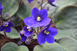 Hybrid Blue African Violet (Saintpaulia 'Hybrid Blue') at Make It Green Garden Centre