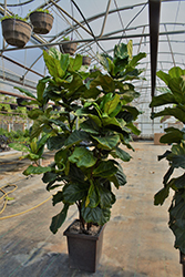 Fiddle Leaf Fig (Ficus lyrata) at Make It Green Garden Centre