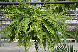 Boston Fern (Nephrolepis exaltata) at Make It Green Garden Centre