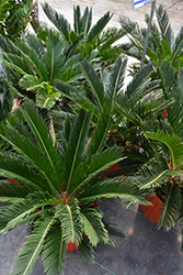 Japanese Sago Palm (Cycas revoluta) at Make It Green Garden Centre