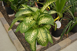 Dumb Cane (Dieffenbachia amoena) at Make It Green Garden Centre