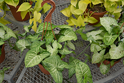 White Butterfly Arrowhead Plant (Nephthytis 'White Butterfly') at Make It Green Garden Centre