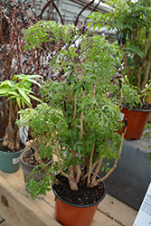 Ming Aralia (Polyscias fruticosa) at Make It Green Garden Centre