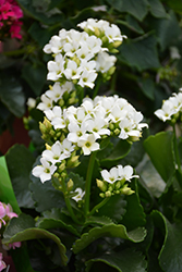 White Kalanchoe (Kalanchoe blossfeldiana 'White') at Make It Green Garden Centre