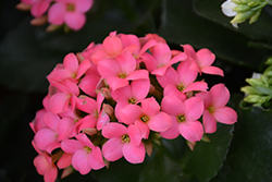 Coral Kalanchoe (Kalanchoe blossfeldiana 'Coral') at Make It Green Garden Centre