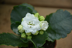 Calandiva White Kalanchoe (Kalanchoe blossfeldiana 'Calandiva White') at Make It Green Garden Centre