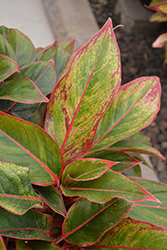 Siam Aurora Chinese Evergreen (Aglaonema 'Siam Aurora') at Make It Green Garden Centre