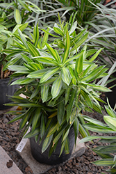 Song of Jamaica Plant (Dracaena reflexa 'Song of Jamaica') at Make It Green Garden Centre