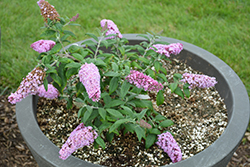 Pugster Pink Butterfly Bush (Buddleia 'SMNBDPT') at Make It Green Garden Centre