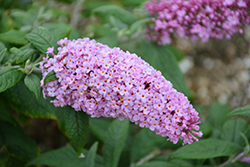 Pugster Pink Butterfly Bush (Buddleia 'SMNBDPT') at Make It Green Garden Centre