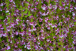 Fairy Dust Pink Cuphea (Cuphea 'Fairy Dust Pink') at Make It Green Garden Centre