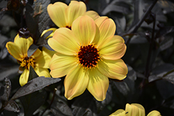 Mystic Illusion Dahlia (Dahlia 'Knockout') at Make It Green Garden Centre