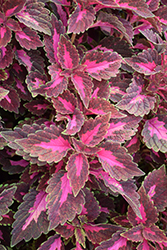 ColorBlaze Velveteen Coleus (Solenostemon scutellarioides 'Velveteen') at Make It Green Garden Centre