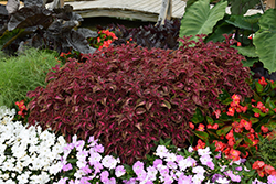 ColorBlaze Velveteen Coleus (Solenostemon scutellarioides 'Velveteen') at Make It Green Garden Centre