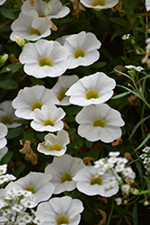 Superbells White Calibrachoa (Calibrachoa 'Balcal14141') at Make It Green Garden Centre