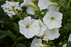 Supertunia White Petunia (Petunia 'Supertunia White') at Make It Green Garden Centre