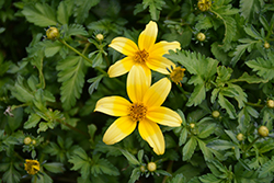 Beedance Yellow Bidens (Bidens 'Beedance Yellow') at Make It Green Garden Centre