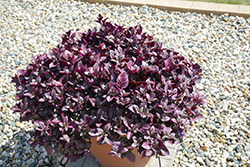 Purple Prince Alternanthera (Alternanthera brasiliana 'Purple Prince') at Make It Green Garden Centre