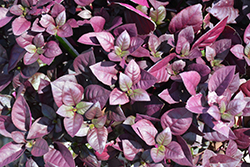 Purple Prince Alternanthera (Alternanthera brasiliana 'Purple Prince') at Make It Green Garden Centre