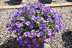 Surfinia Heavenly Blue Petunia (Petunia 'Surfinia Heavenly Blue') at Make It Green Garden Centre