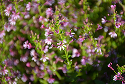 Fairy Dust Pink Cuphea (Cuphea 'Fairy Dust Pink') at Make It Green Garden Centre