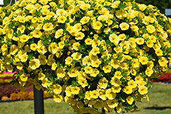 Aloha Canary Yellow Calibrachoa (Calibrachoa 'Aloha Canary Yellow') at Make It Green Garden Centre