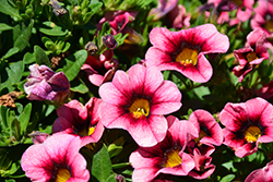 Hula Hot Pink Calibrachoa (Calibrachoa 'Hula Hot Pink') at Make It Green Garden Centre
